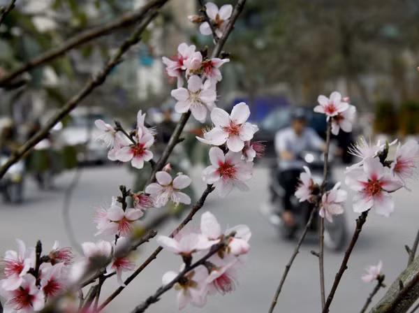 Bên cạnh đó, giống đào rừng từ các vùng Mộc Châu, Lạng Sơn cũng được bày bán dịp Tết. Đặc điểm của chúng là cánh hoa mỏng, rất dễ bị rụng nếu di chuyển cành, cây liên tục.