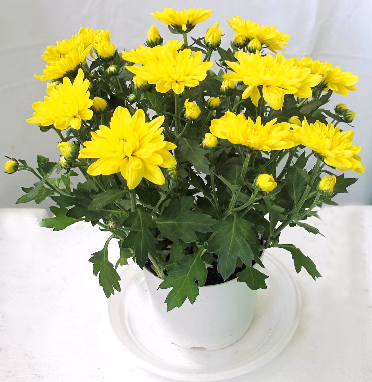 Ngày Tết, những chậu cúc có giá từ 50.000 đồng trở lên có thể là giải pháp tốt để trang trí nhà cửa, sân vườn mà không quá tốn kém như các loại hoa đắt tiền khác.