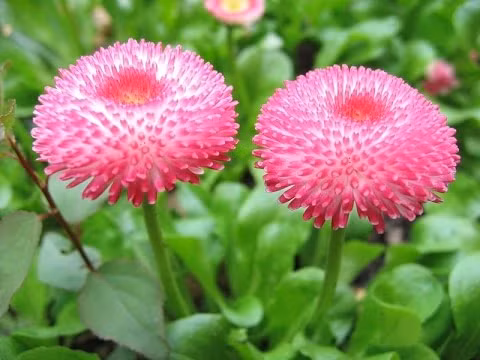 Trên thị trường, giá các loại cúc này dao động từ 40.000 - 50.000 đồng/chậu.