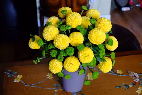 Cúc Pingpong có các màu trắng, vàng, cánh kép, hoa tỏa đều từ 3-5cm. Chúng tượng trưng cho sự may mắn, đủ đầy mỗi dịp năm mới.