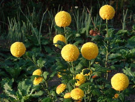 Với hình dáng tròn xoe lạ mắt, hoa cúc pingpong là một lựa chọn lý tưởng nếu bạn muốn thay đổi các loại hoa cúc đã quá quen thuộc vào dịp Tết.