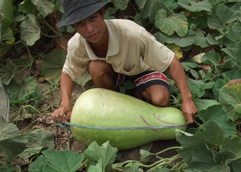 Anh Trương Thành Lê ở Ninh Thuận đã trồng được một quả bầu cực "khủng", nặng 35kg, dài 0,7m, chu vi vòng tròn lớn nhất đo được 1m. Quả bầu này xuất phát từ một dây bầu mọc tự nhiên sau vườn nhà anh.