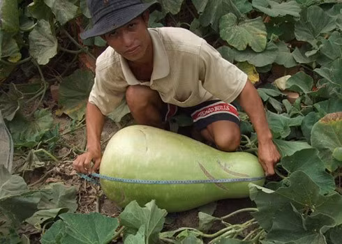 Anh Trương Thành Lê ở Ninh Thuận đã trồng được một quả bầu cực "khủng", nặng 35kg, dài 0,7m, chu vi vòng tròn lớn nhất đo được 1m. Quả bầu này xuất phát từ một dây bầu mọc tự nhiên sau vườn nhà anh.