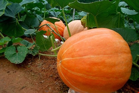 Ông Lê Hữu Phan ở phường 9 (TP. Đà Lạt, Lâm Đồng) đã trồng thành công giống bí ngô khổng lồ, quả lớn nhất nặng tới 80kg, nhỏ nhất là 30kg.