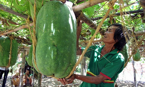 Lành Chánh Trạch (Mỹ Tho, Phú Mỹ, Bình Định) cũng nổi tiếng khắp nơi nhờ trồng được giống bí đao khổng lồ nặng hơn nửa tạ. Loại quả độc lạ này đã trở thành nguồn thu nhập ổn định cho nhiều người dân trong vùng.