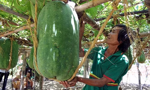 Lành Chánh Trạch (Mỹ Tho, Phú Mỹ, Bình Định) cũng nổi tiếng khắp nơi nhờ trồng được giống bí đao khổng lồ nặng hơn nửa tạ. Loại quả độc lạ này đã trở thành nguồn thu nhập ổn định cho nhiều người dân trong vùng.