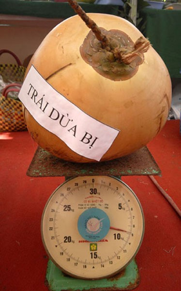 Chủ nhân của quả dừa khổng lồ này là ông Nguyễn Văn Trung ở huyện Kế Sách (Sóc Trăng). Quả dừa bị này to gấp 3-4 lần so với những quả dừa bình thường, chứa trung bình 2,5-3,5 lít nước dừa và nặng tới 9kg.