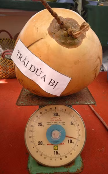 Chủ nhân của quả dừa khổng lồ này là ông Nguyễn Văn Trung ở huyện Kế Sách (Sóc Trăng). Quả dừa bị này to gấp 3-4 lần so với những quả dừa bình thường, chứa trung bình 2,5-3,5 lít nước dừa và nặng tới 9kg.