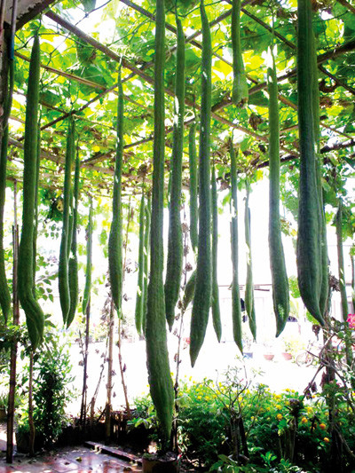 Giàn mướp hương được gia đình anh Thái Minh Lý (SN 1969) tại Sóc Trăng có hàng chục quả dài hơn 2m. Một gia đình phải ăn 2-3 ngày mới hết một trái.