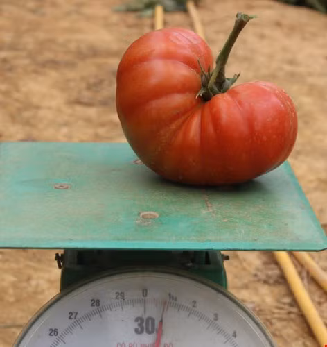 Tại Đà Lạt, giống cà chua khổng lồ cũng được trồng thành công, mỗi quả có thể nặng từ 0,5 - 1kg. Đây là giống cà chua Beef của châu Âu có nhiều ưu điểm như trái to, chắc, ít hạt, cơm dày.