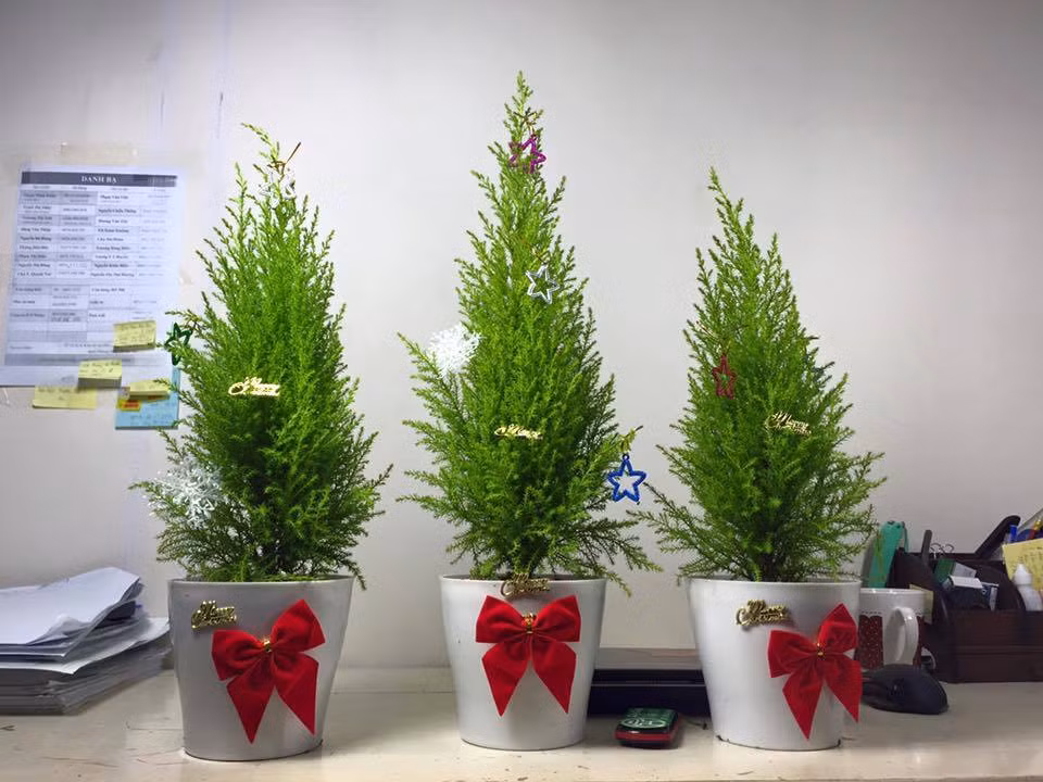 Theo những người bán hàng tại Hà Nội, tùng thơm là loại cây cảnh để bàn đẹp, lá cây có tiết ra tinh dầu mùi thơm nhẹ, giúp thư giãn đầu óc. Ngoài ra, kích thước cây nhỏ (cao từ 30 - 50cm) nên thích hợp để trang trí nhà, nhất là những nơi diện tích khiêm tốn.