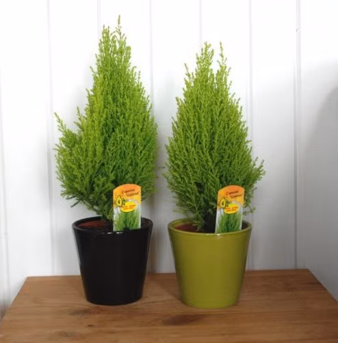 Hình ảnh chậu tùng thơm đang gây sốt thị trường.