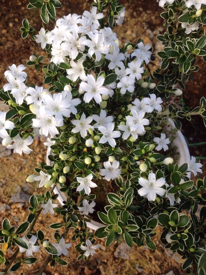 Cây bạch tuyết mai lạ mắt được rao bán với giá trên 200.000 đồng/chậu. Chúng thường được dùng trồng trang trí trong tiểu cảnh sân vườn.