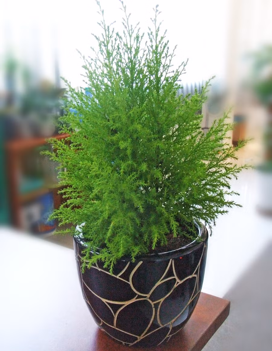 Nhờ mùi hương riêng, cây còn có công dụng đuổi muỗi, côn trùng - anh Trung cho biết thêm.