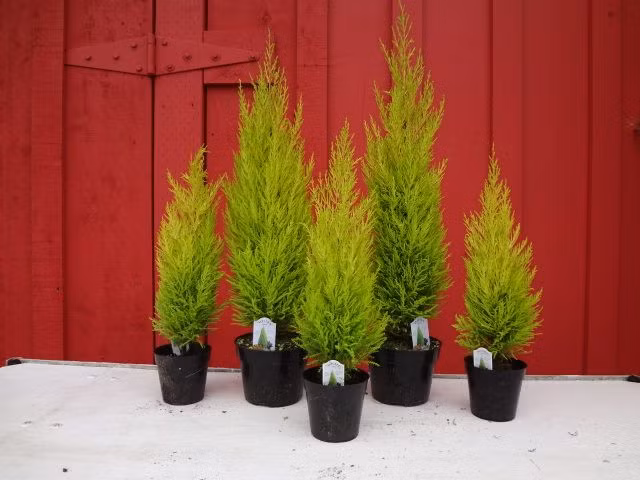 Ngoài ra, nếu muốn cây luôn xanh tốt, người trồng có thể đặt thêm đèn ánh sáng ban ngày để cây có thể quang hợp.