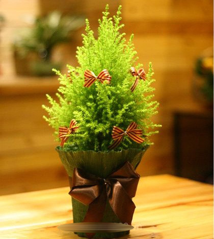 Ngoài mua về trang trí nhà Noel, nhiều người chọn chúng làm quà tặng độc lạ năm nay. Loại cây này không quá cầu kỳ công chăm sóc. Hàng ngày tưới đều nước lên thân và lá cây, cho cây tiếp xúc với ánh sáng mặt trời tối thiểu 30 phút.