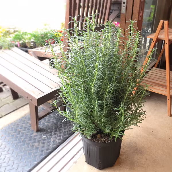 Bên cạnh cây tùng thơm một loại cây cũng được tìm mua nhiều nhờ hương thơm dịu nhẹ tỏa ra từ lá cây, đó là cây hương thảo. Giá mỗi chậu cây dao động từ 150.000 - 300.000 đồng.