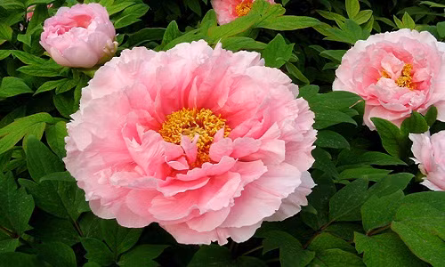 Mẫu đơn là loài hoa vương giả sang trọng, biểu tượng cho sự giàu có, thịnh vượng, sắc đẹp. Nó còn được gọi là “vua hoa” hay “hoa phú quý”. Vì thế, người mua loại hoa này để trưng Tết thường mong chúng mang lại phú quý cho gia chủ.