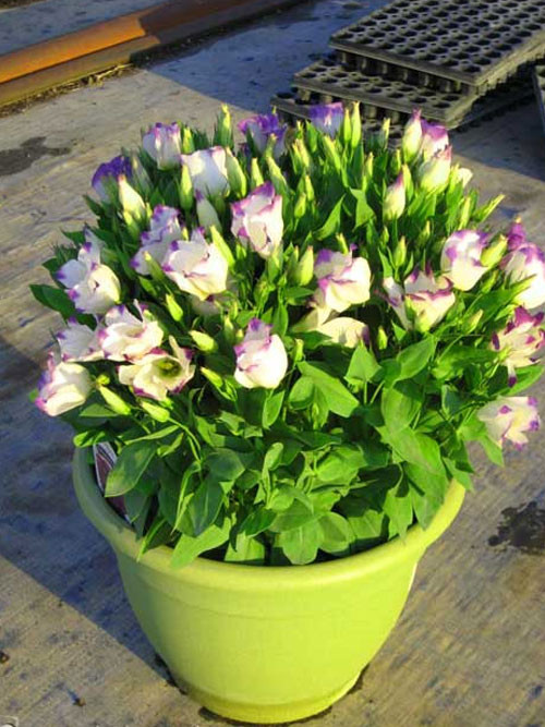 Bản thân cái tên loài hoa này đã toát lên ý nghĩa vạn sự như ý, khỏe mạnh, may mắn. Trong từ điển Hán – Việt, cát nghĩa là tốt, tường nghĩa là phước/lành hay điều lành. Người mua có thể chọn một bó cát tường ưng ý với giá từ 50.000 đồng - 100.000 đồng.