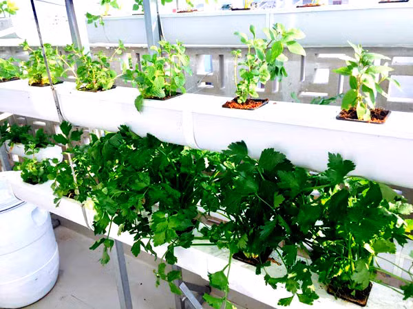 Lý Hải thiết kế hai vườn rau, một trên mái nhà xe và một trên sân thượng. Ảnh: Yan.