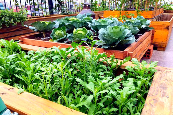 Do vuon rau sach trong biet thu "khung" cac dai gia Viet-Hinh-10