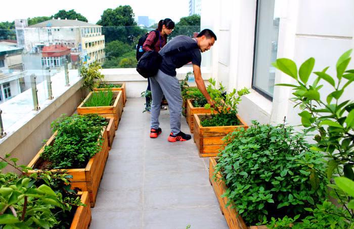 Do vuon rau sach trong biet thu "khung" cac dai gia Viet-Hinh-8