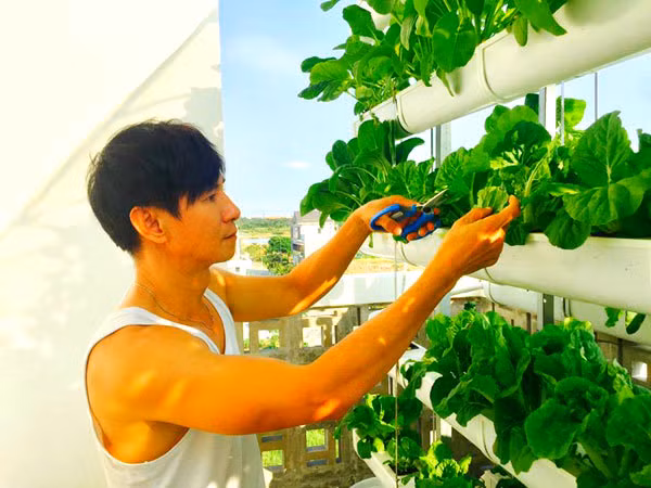 Rau trồng trung bình khoảng 4 tuần là có thể thu hoạch được. Trong nhà Lý Hải lúc nào cũng có rau sạch ăn do trồng nhiều loại gối nhau. Ảnh: Yan.