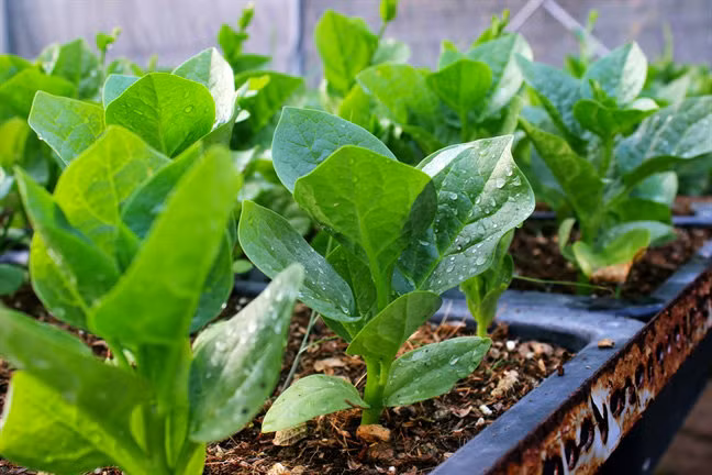 Do vuon rau sach trong biet thu "khung" cac dai gia Viet-Hinh-3