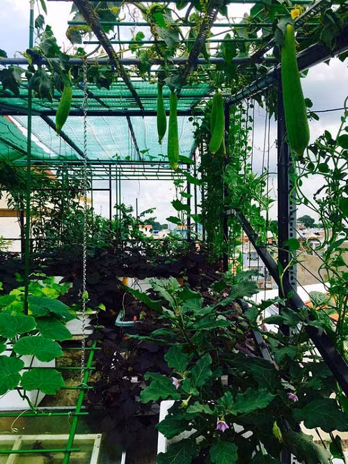  4. Nhà thiết kế Thuận Việt Không chỉ mát tay với những thiết kế áo dài, Thuận Việt còn khiến nhiều người ngưỡng mộ bởi vườn rau sạch ngút mắt trên sân thượng. Ban đầu, anh chỉ thử trồng trên ban công nhỏ chứ chưa triển khai trồng trên sân thượng như hiện tại. Ảnh: eva.vn.