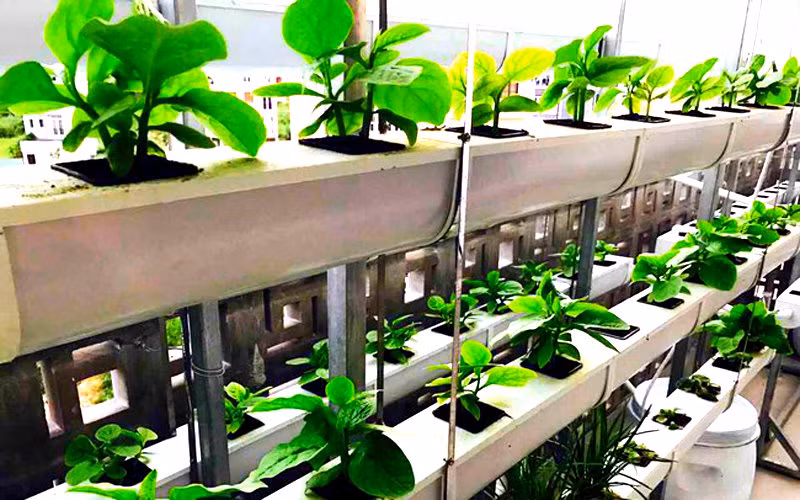 Vườn trên nóc nhà xe được trồng trong khay, với khoảng 14-15 khay. Nam ca sĩ cho hay vườn rau trồng trong khay có chi phí rẻ hơn giàn trồng thủy canh. Ảnh: trangtraiviet.vn