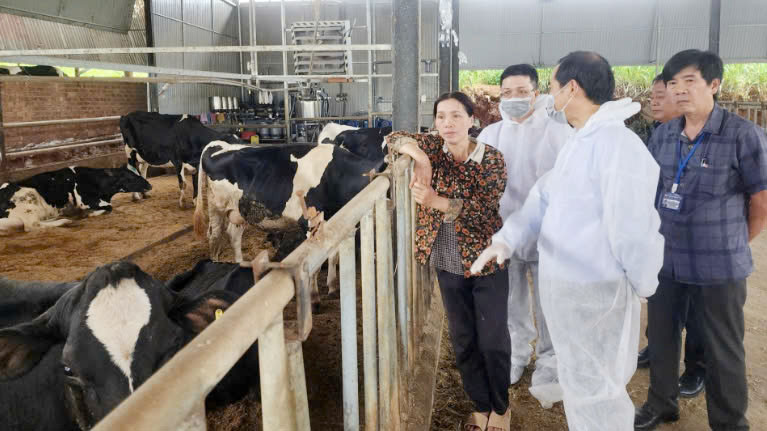 Lâm Đồng: Bò chết sau tiêm vacine, 330 hộ đồng ý mức bồi thường - Hình 3 Lam Dong: Bo chet sau tiem vacine, 330 ho dong y muc boi thuong-Hinh-3