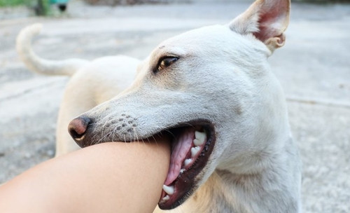 Di lam ve bi cho can, duoc cong nhan tai nan lao dong vi...