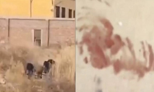 Hai hung cho du can vo chong gia den tu vong