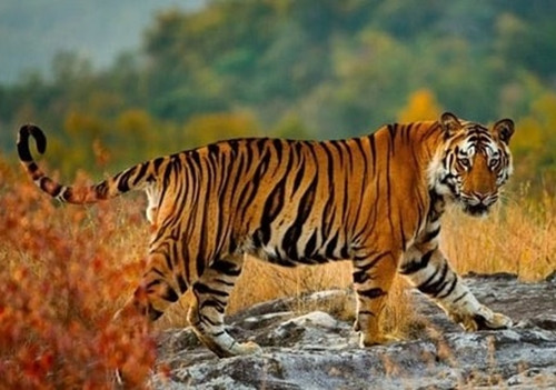 Cho dù là người thân, đồng nghiệp hay bạn bè, những người sinh năm Dần đều có uy tín, thân thiện và nhiệt tình.