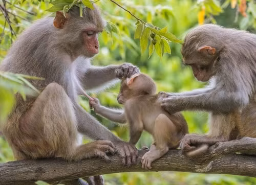 Bước sang tuần mới (13/2 - 19/2), tuổi Thân gặp được vận may về tài lộc, nhân cơ hội này hãy cố gắng kiếm thật nhiều tiền, tích luỹ cho mình thêm nhiều của cải, tạo điều kiện cho những kế hoạch làm ăn sau này.