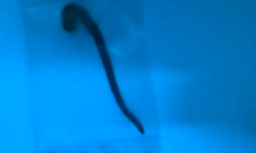 Con vắt đã được bắt ra ngoài