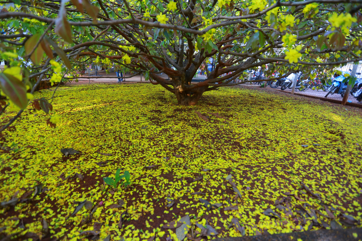 Đến nay mai phát triển có chiều cao khoảng 3 m, tán xòe rộng khoảng 10m