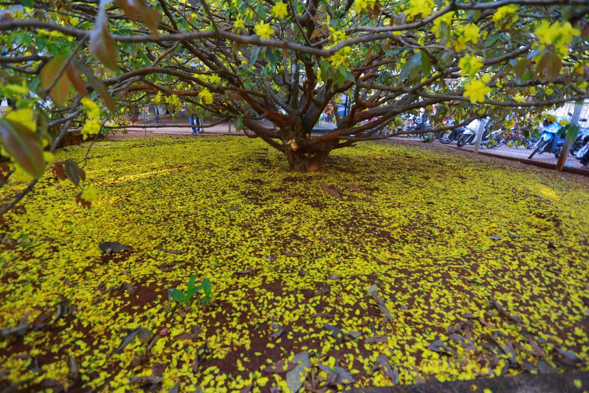 Đến nay mai phát triển có chiều cao khoảng 3 m, tán xòe rộng khoảng 10m