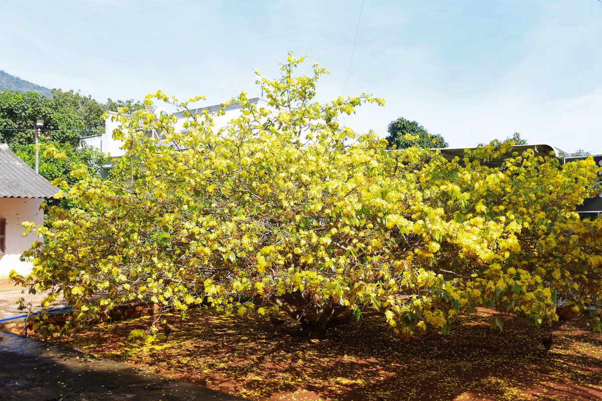 Theo ông Thạnh, cha ông đã trồng cây mai vào chậu, sau đó gia đình đã đưa cây mai ra ngoài sân vườn trồng. Ước tính đến năm nay cây mai đã ngoài 50 tuổi.