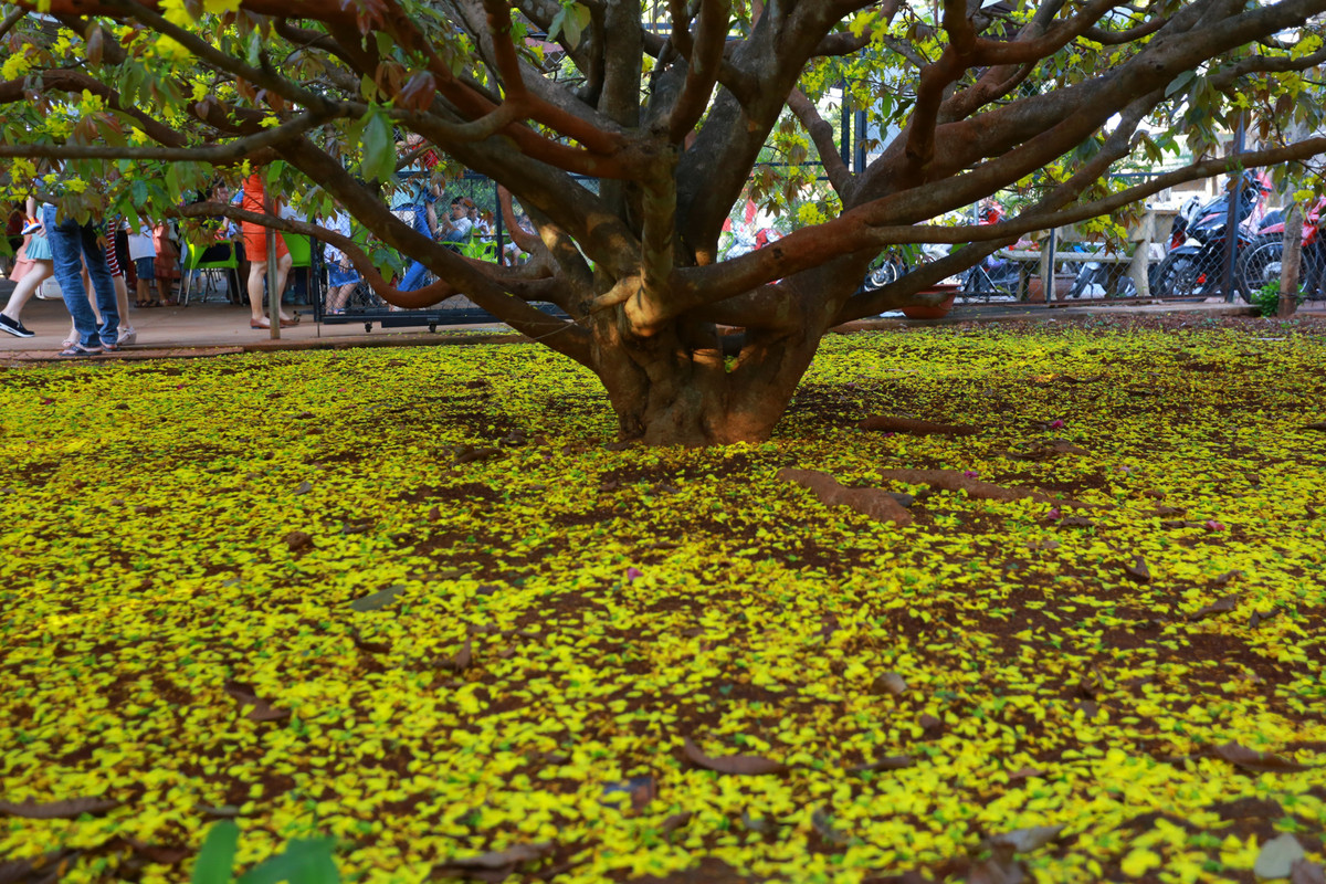 Cây có rất nhiều nhánh, cánh hoa mai rụng vàng rực tỏa ra và vươn cao bao phủ một khu đất rộng lớn.