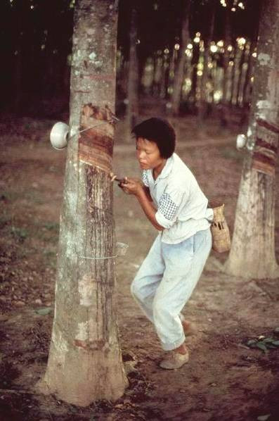 Nữ công nhân đang cạo mủ cao su trong một nông trường quốc doanh ở Xishuangbanna, tỉnh Vân Nam.