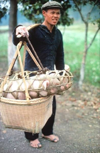 Anh nông dân đem lợn ra chợ bán. Ảnh chụp ở Quế Lâm, tỉnh Quảng Tây.