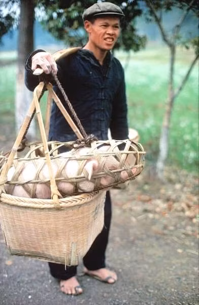 Anh nông dân đem lợn ra chợ bán. Ảnh chụp ở Quế Lâm, tỉnh Quảng Tây.