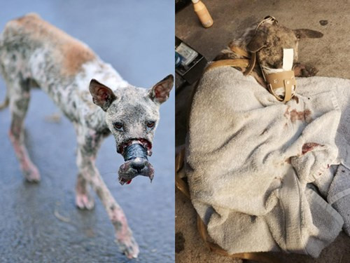 Cũng trong tuần qua, câu chuyện về chú chó bị băng mõm đến hoại tử ở Bến Tre được giải cứu kịp thời đã gây xúc động mạnh trong cộng đồng mạng. Rất nhiều người bày tỏ lòng thương xót cho chú chó bất hạnh và gửi lời cảm ơn sâu sắc đến đội cứu hộ đã miệt mài tìm kiếm và tận tình cứu chữa cho chú chó.