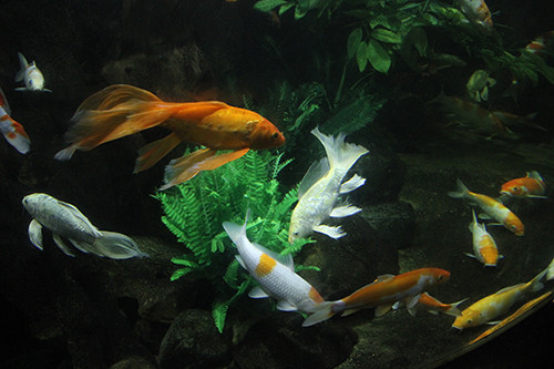 Be ca canh co reu, nen lam gi?