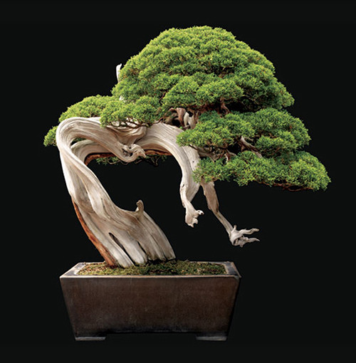 Vi sao cay bonsai chi trong trong chau?