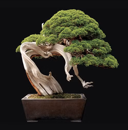 Vi sao cay bonsai chi trong trong chau?