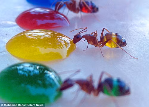 Khám phá thú vị về khẩu vị của côn trùng Kham pha thu vi ve khau vi cua con trung