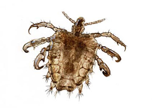 Su khac biet giua con trung noi va ngoai ky sinh