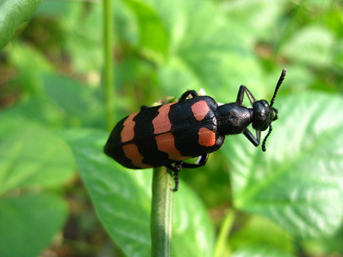Chet tham khoc vi an bo xit nhung nham phai sau doc